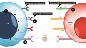 Image result for Immune Checkpoint Inhibitor