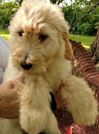 How to stop your dog from the first generation goldendoodles and labradoodles are identified with the letter and number f1. F1 Goldendoodle Puppies For Sale In Batavia Ohio Classified Americanlisted Com