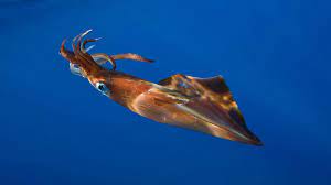 Satu dari banyak foto stok gratis yang menakjubkan dari pexels. 5 Spesies Sotong Popular Umpan