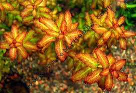 Image result for Ludwigia senegalensis