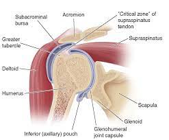 In the shoulder joint, there are four tendons which make up the rotator cuff. Shoulder Bursitis Evening Pain Pogo Physio Gold Coast