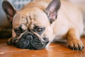 Tramadol For Dogs Find Out Why And How Its Used