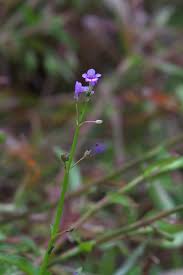 Image result for Dopatrium