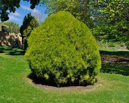 Image result for Platycladus orientalis