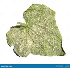 Image result for whitefly in cucumber