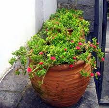 Os minerais, por sua vez, contribuem para a formação dos ossos, dentes e sangue. Raizes Folhas A Rosinha De Sol Aptenia Cordifolia Facebook