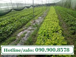 Mô hình trồng rau hữu cơ hiệu quả tai Củ Chi - HNQ