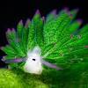 Like many sea creatures, the leaf sheep consumes algae to survive. Https Encrypted Tbn0 Gstatic Com Images Q Tbn And9gcs1m6qkvlnyxb7 Inmr2fb Z8xyvj Tviz Lppgzetmukxsqvox Usqp Cau