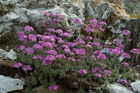 Image result for Androstachys