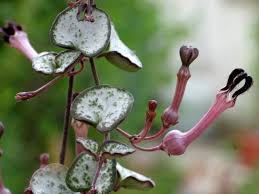 Image result for Ceropegia mirabilis