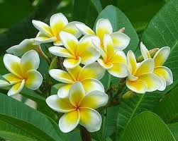 Di bali, bunga ini dikenal dengan sebutan bunga jepun (nerium oleander l). Fakta Bunga Kamboja Faeyza Florist