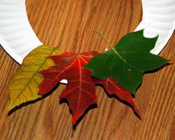 Orange leaf in crown point located next to strack & van til, crown point, indiana. Autumn Leaf Wreath
