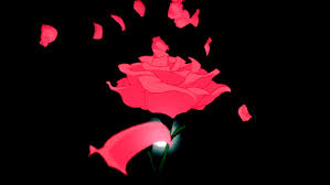 We did not find results for: Red Rose Aesthetic Gif