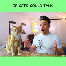 Download cat 1080p from above resolutions. Smile Squad If Cats Could Talk Facebook