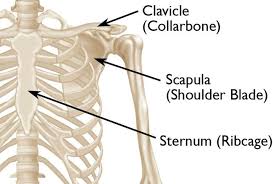 Sometimes the lump is a lipoma, or a harmless fatty tumor that settles on top of the collarbone. Clavicle Fracture Broken Collarbone Orthoinfo Aaos