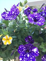 I would plant a a single species or a mix of shade tolerant ground covers instead. Purple Petunias With White Spots Purple Petunias Flower Garden Flowers