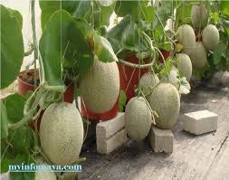 Favourite db adalah jus buah tembikai dan carrot susu. Pokok Buah Tembikai Susu