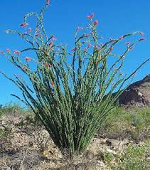 Top auswahl an gebrauchten gmc sierra auf mobile.de. Ocotillo Sierra Vista Growers Desert Plants Desert Landscaping Ocotillo