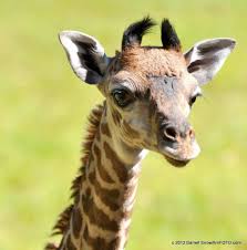 Greenville Zoo Enthralled With New Giraffe Baby Baby Zoo Animals Baby Giraffe Giraffe