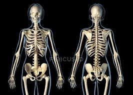 Source high quality products in dhgate.com offers you an amazing collection of female bones brought to you from some of the most reputed suppliers in the world so that you can. Female Skeletal System On Black Background Bones Artwork Stock Photo 274954310