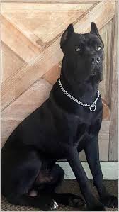 Heartworm prevention, ear cropping, tail docking Would You Like Dogs Training Tips Check The Full Post Below Dogstraining Cane Corso Dog Cane Corso Puppies Corso Dog