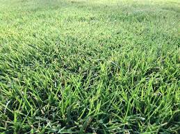 Click to see full answer When Is The Best Time To Dethatch My Lawn
