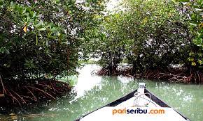 Hutan bakau merupakan hutan yang tumbuh di wilayah pasang dan surut. Tanaman Mangrove Pulau Pari Wisata Pulau Pari Kepulauan Seribu