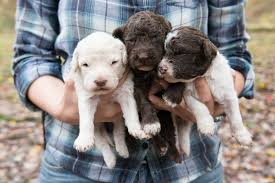 Find your new companion at nextdaypets.com. Blackberry Farm Truffle Puppies Photos Of Blackberry Farm Puppies