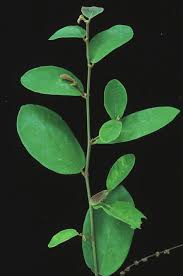 Image result for Bridelia ripicola