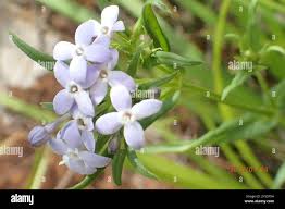 Image result for Conostomium natalense