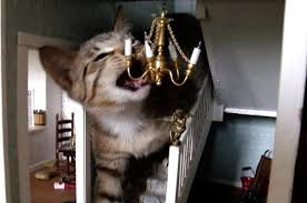 We did not find results for: 21 Gatos Que Estan Viviendo Una Mejor Vida Que Tu