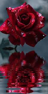 Correo Pablo Larrea Palacios Outlook Flower Phone Wallpaper Red Roses Wallpaper Flower Wallpaper
