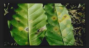 Check spelling or type a new query. Mencegah Karat Daun Pada Tanaman Kopi Dan Tanaman Lainnya