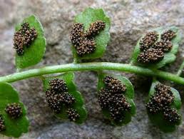 Image result for Asplenium simii