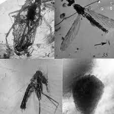 Madlad on my bus did this to all the signs. Pdf Palaeoecological Perspectives In Dominican Amber