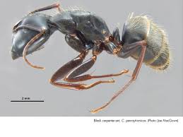Carpenter ants need softened or rotting wood to make thier nests in. Common House Invading Ant Species Pct Pest Control Technology