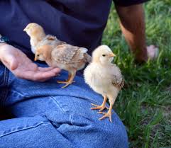 Can i dna test my chickens to learn their sex? How To Tell If You Have A Hen Or A Rooster Small Pet Select