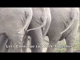 Then turn your attention towards the elephants head. Tail Wagging Mara Elephants Youtube