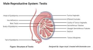 Male anatomy ref, adam skutt. Human Male Reproductive System Organs Structure Functions