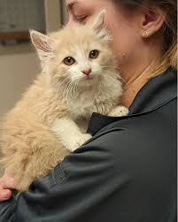 ADOPTED❤️❤️❤️ Hi, I'm Bubbly and I'm the cutest little fluffball around 🥰!  I've spent most of my time with CCAS in foster care. I enjoyed lots and  lots of affection. They say