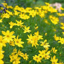 Pin On Garden Ideas