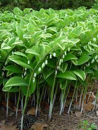 This is in contrast to solomon's seal which has flowers and berries along the underside of the stem. 10 Solomon S Seal Ideas Solomons Seal Shade Garden Plants