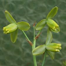 Image result for Albuca sp. no. 1