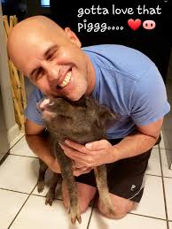 Funny moments with pot-bellied pigs and photo editing mishaps