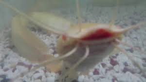 There are many documented cases of goldfish living a quarter of a century. White Catfish Live In The Aquarium Catfish Aquarium Fish Fish