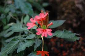 Image result for Crossandra nilotica