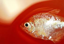 Learn about the artist and see available works for sale. ê¹€ì˜ì„± Young Sung Kim Hyper Realistic Paintings Art Realistic Paintings