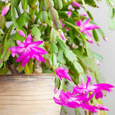 Whether named thanksgiving, christmas, or easter and labelled as 3how often do you water a christmas cactus? Tips For Caring For Your Christmas Cactus Christmas Cactus Care Christmas Plants Christmas Cactus Plant