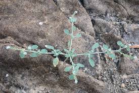 Image result for Heliotropium supinum