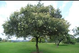 Image result for Buddleja saligna